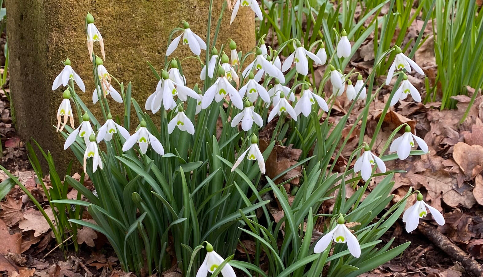 Spring at the Deloraine Riverside Reserve